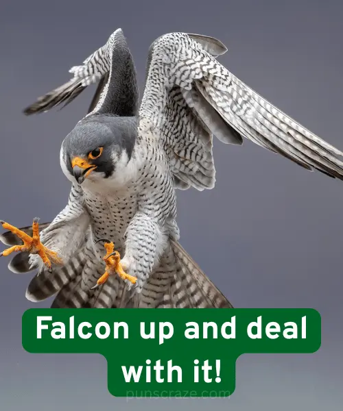 119 Falcon Puns That will Make You Caw with Laughter 2 Best Falcon Puns