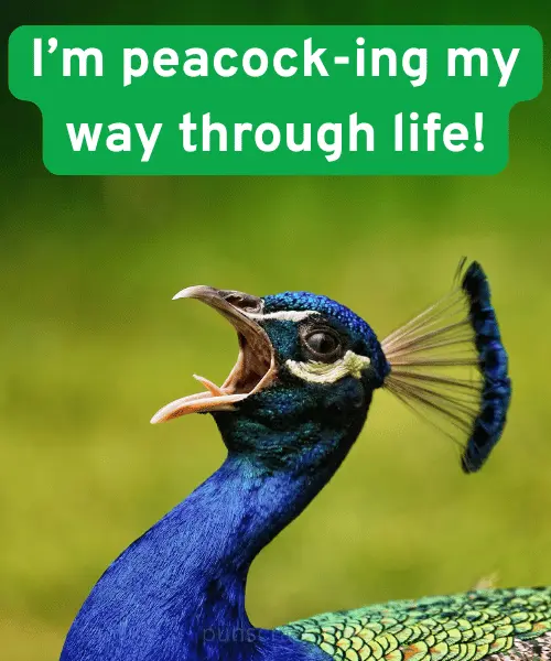 Best Peacock Puns