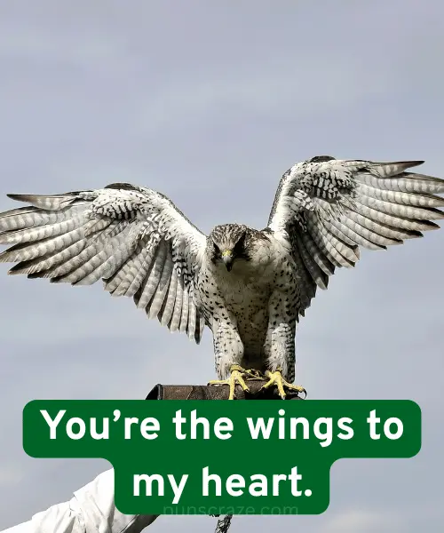 119 Falcon Puns That will Make You Caw with Laughter 3 Cute Falcon Puns