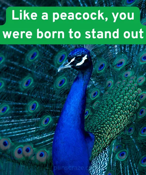 Cute Peacock Puns
