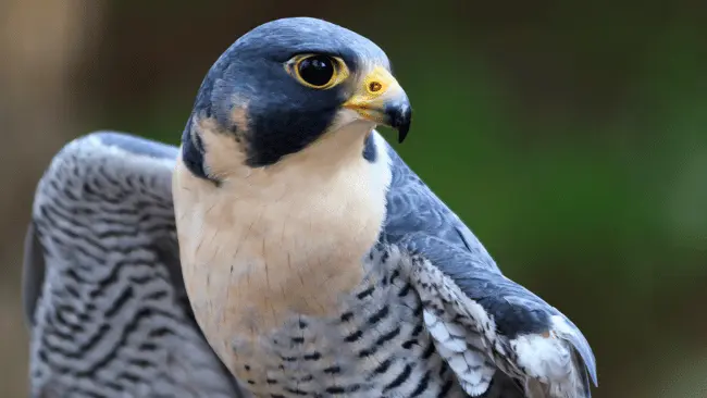 Falcon Puns
