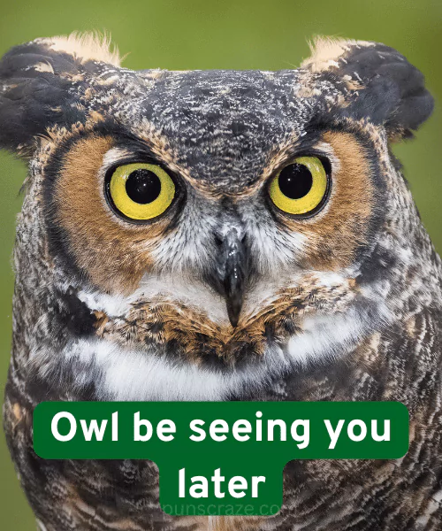 102 Bird Puns That Are Im-peck-ably Funny & Clever 2 Best Bird Puns