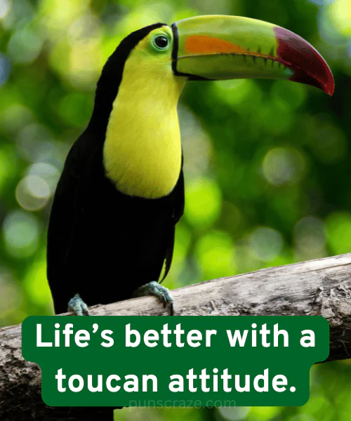 117 Toucan Puns That Are Beak-ing Hilarious 2 Best Toucan Puns