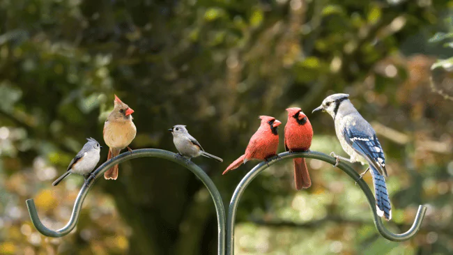Bird Puns