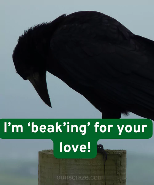 20 Hilarious Crow Puns for Every Occasion 3 Cute Crow Puns