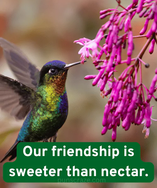 114 Hummingbird Puns That Will Have You Buzzing With Laughter 2 Cute Hummingbird Puns