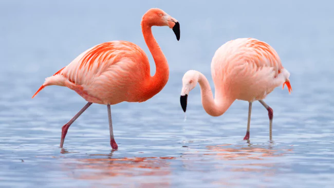 Flamingo Puns