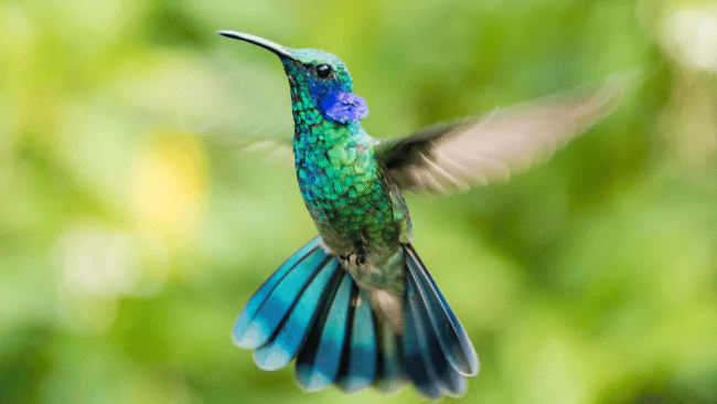 114 Hummingbird Puns That Will Have You Buzzing With Laughter 1 Hummingbird Puns