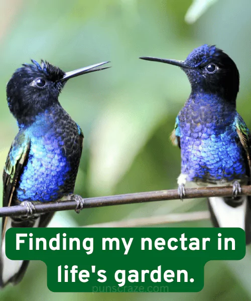 114 Hummingbird Puns That Will Have You Buzzing With Laughter 3 Hummingbird Puns for Instagram