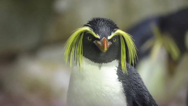 Penguin Puns