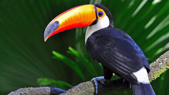 Toucan Puns