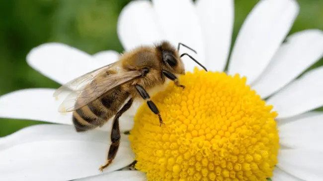 Bee Puns