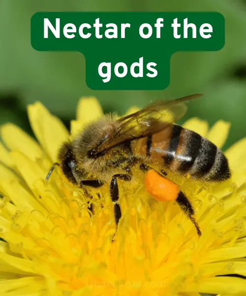 142 Bee Puns to Keep You Buzzing with Laughter 2 Best Bee Puns