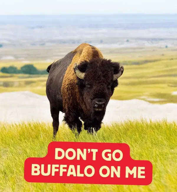135 Buffalo Puns That will Make You Herd Laughing 2 Best Buffalo Puns