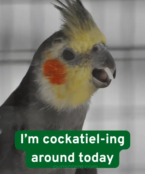125 Best Cockatiel Puns for Fun Captions & Laughs 2 Cute Cockatiel Puns