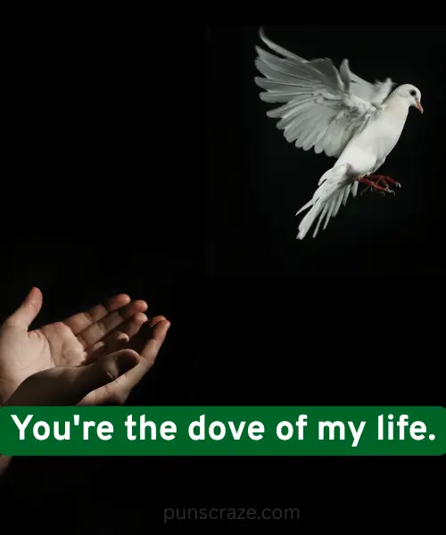 117 Dove Puns to Spread Some Love and Laughter 2 Best Dove Puns