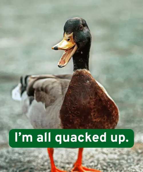 157 Duck Puns That Will Quack You Up (Cute & Funny Picks) 2 Best Duck Puns