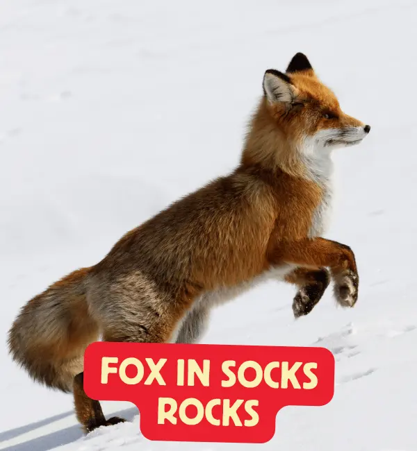 177 Best Fox Puns - Funny Cute Love & Birthday Puns Ideas 2 Best Fox Puns