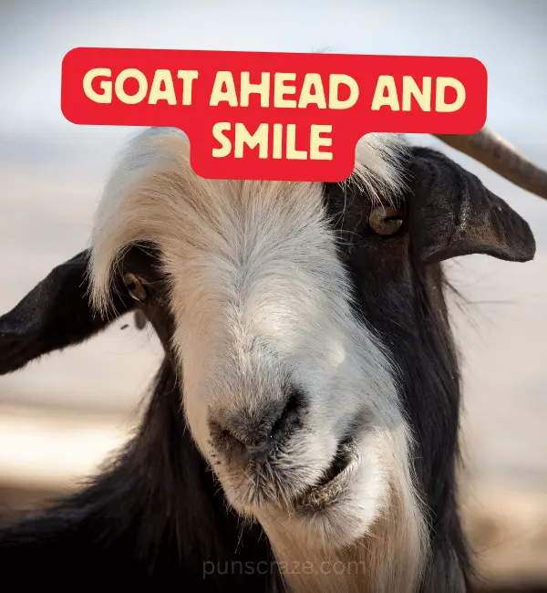 163 Best Goat Puns and Names for Fun and Laughs 2 Best Goat Puns