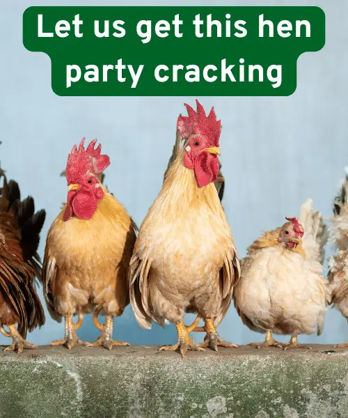 147 Hilarious & Clever Hen Puns | Fun & Cute Ideas 2 Best Hen Puns