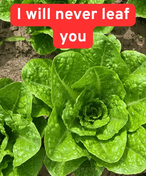 114 Lettuce Puns That Will Leaf You Smiling 2 Best Lettuce Puns