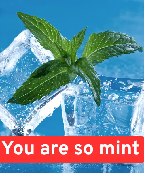 190 Funny and Cute Mint Puns to Freshen Up Your Day 2 Best Mint Puns