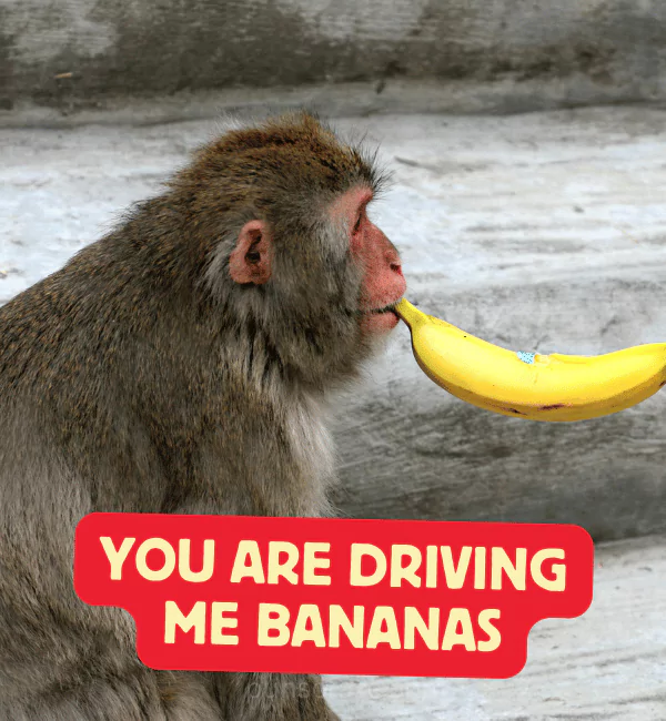 151 Monkey Puns May Cause Uncontrollable Cheeky Giggles 2 Best Monkey Puns