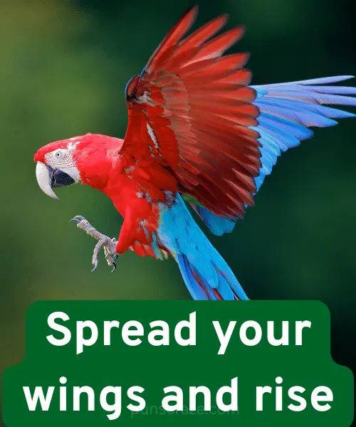 127 Parrot Puns That Will Crack You Up Like a Cracker 2 Best Parrot Puns