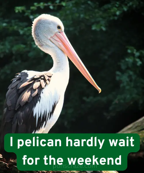152 Pelican Puns That Will Make You Squawk With Laughter 2 Best Pelican Puns