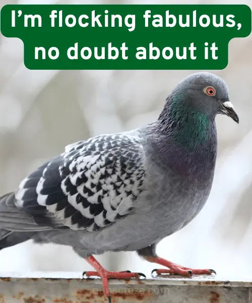 169 Pigeon Puns That will Make You Coo With Laughter 2 Best Pigeon Puns