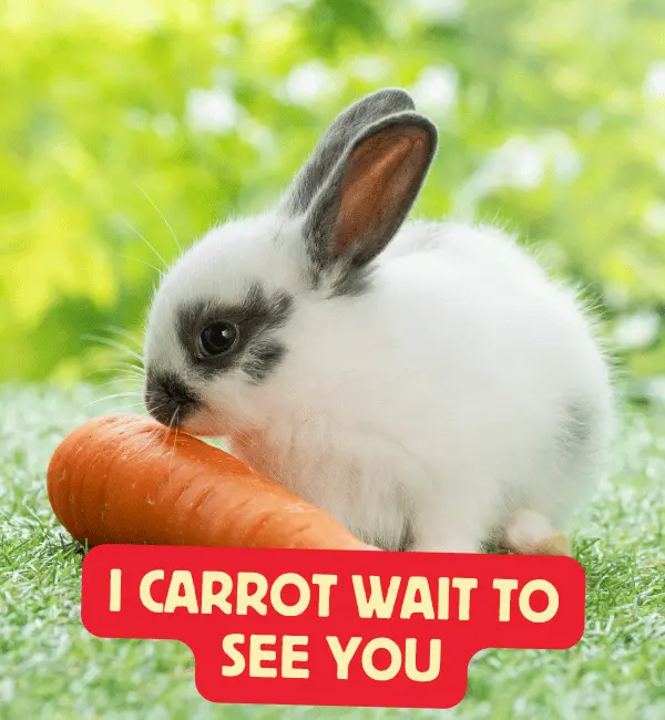 151 Rabbit Puns That Will Make You Hop with Laughter 2 Best Rabbit Puns