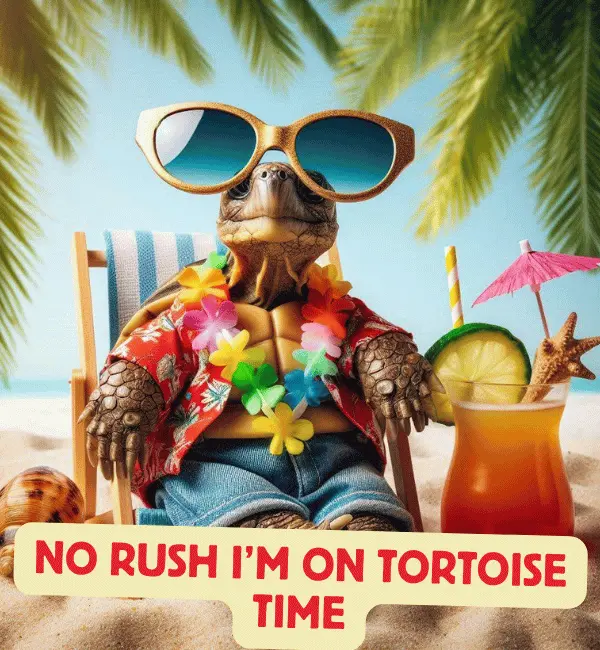 145 Tortoise Puns That will Shell You With Laughter 2 Best Tortoise Puns