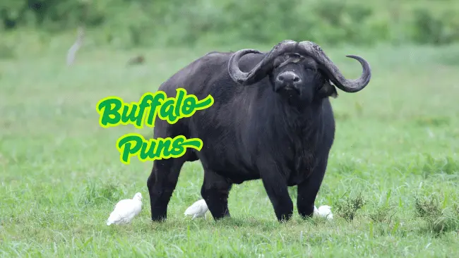 Buffalo Puns
