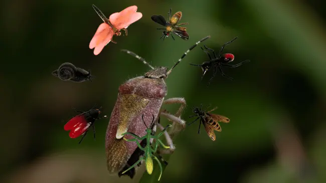 Bug Puns