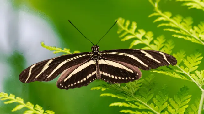 Butterfly Puns