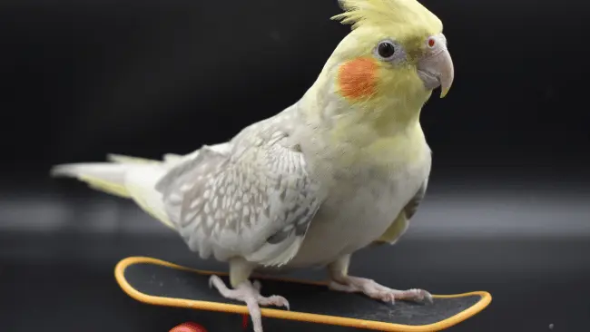 Cockatiel Puns