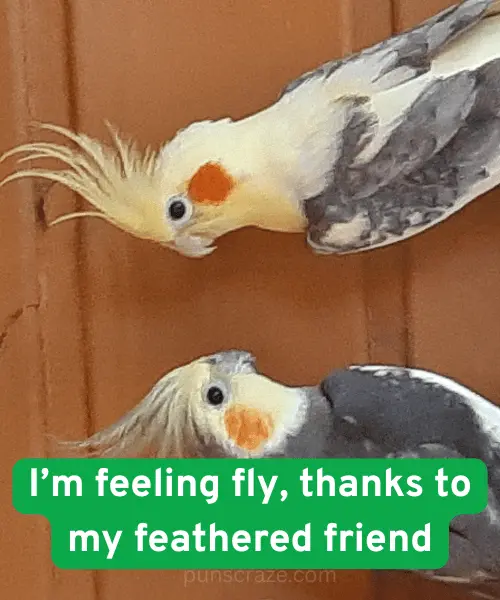 125 Best Cockatiel Puns for Fun Captions & Laughs 3 Cute Cockatiel Puns