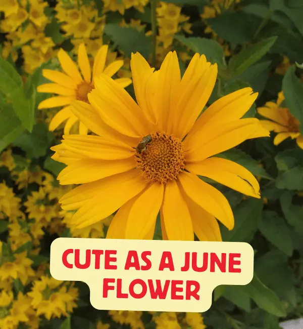 129 Best June Puns to Start Your Summer with a Smile 5 Cute June Puns