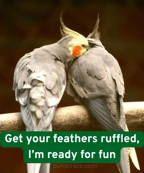 125 Best Cockatiel Puns for Fun Captions & Laughs 4 Dirty Cockatiel Puns