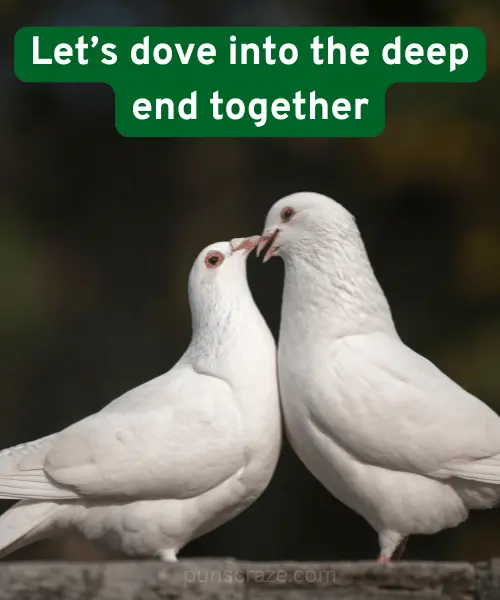 117 Dove Puns to Spread Some Love and Laughter 4 Dove Puns Dirty