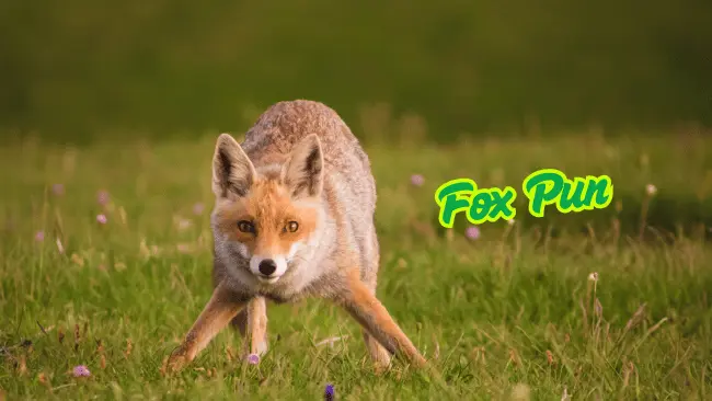 Fox Puns