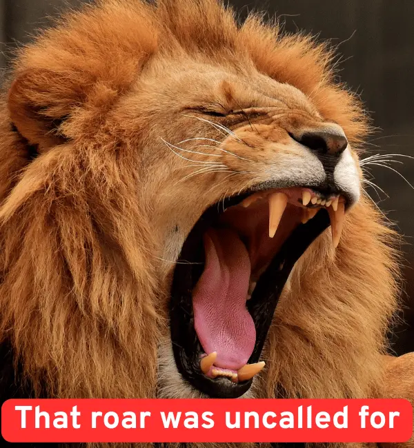 153 Lion Puns That Will Make You Roar with Laughter 3 Funny Lion Puns