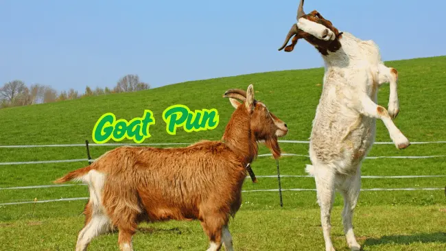 Goat Puns