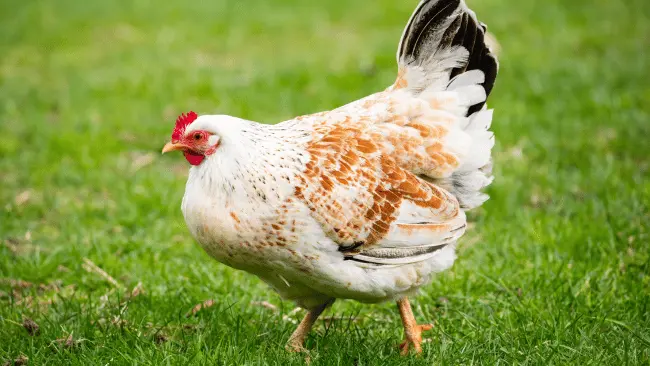 Hen Puns