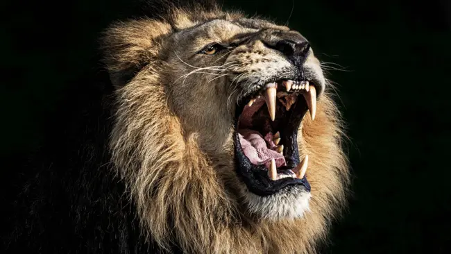 Lion Puns