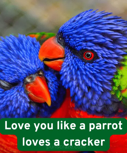 127 Parrot Puns That Will Crack You Up Like a Cracker 3 Parrot Love Puns