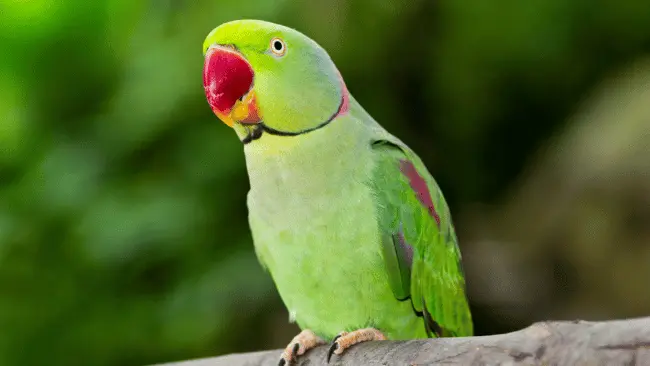 127 Parrot Puns That Will Crack You Up Like a Cracker 1 Parrot Puns
