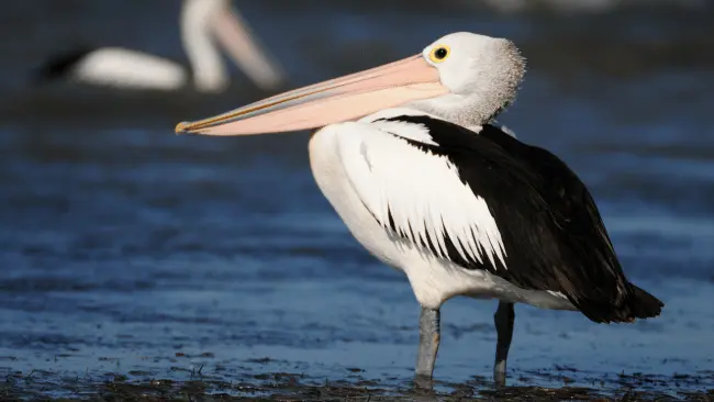 Pelican Puns