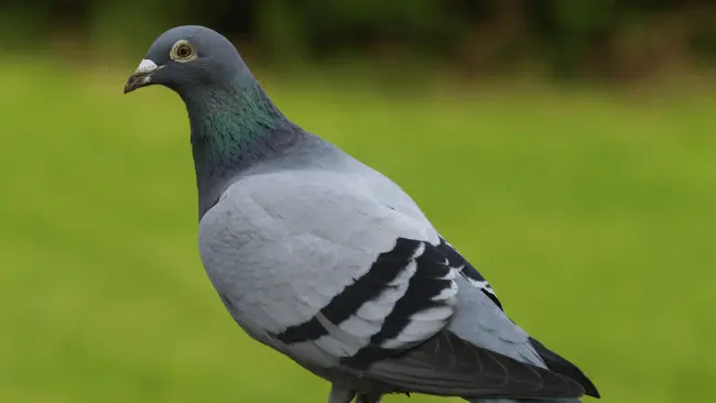 169 Pigeon Puns That will Make You Coo With Laughter 1 Pigeon Puns