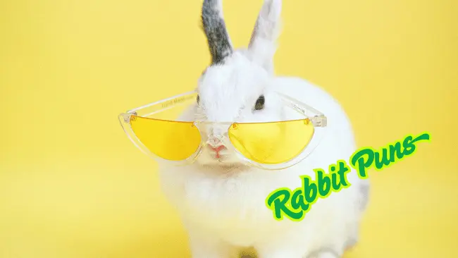 Rabbit Puns